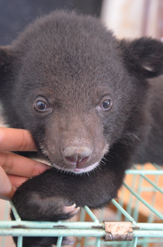 云南野生動物園首次繁殖黑熊 熊媽卻棄兒而去