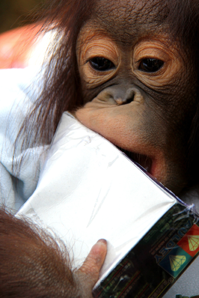 迎接南博會 旅游專線首發云南野生動物園