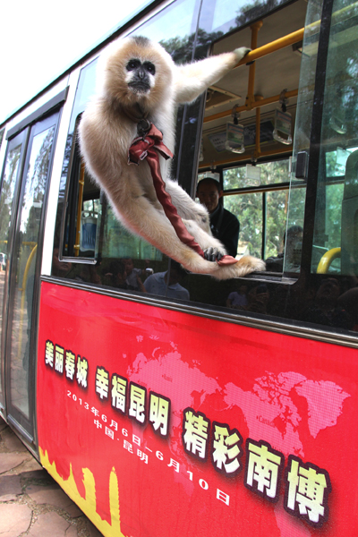 迎接南博會 旅游專線首發云南野生動物園