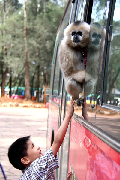 迎接南博會 旅游專線首發云南野生動物園