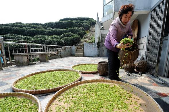 西湖龍井新茶開始少量采摘