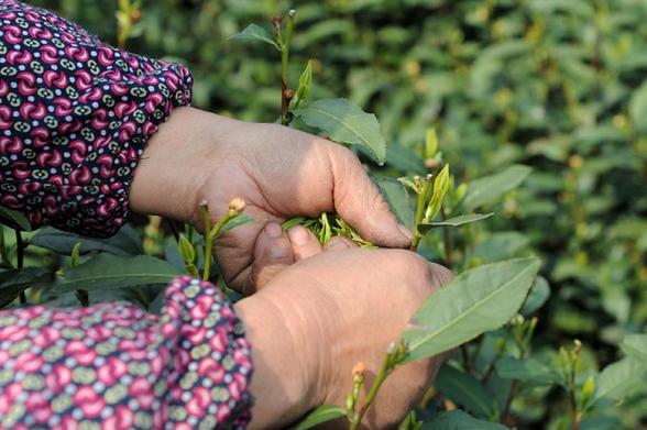 西湖龍井新茶開始少量采摘