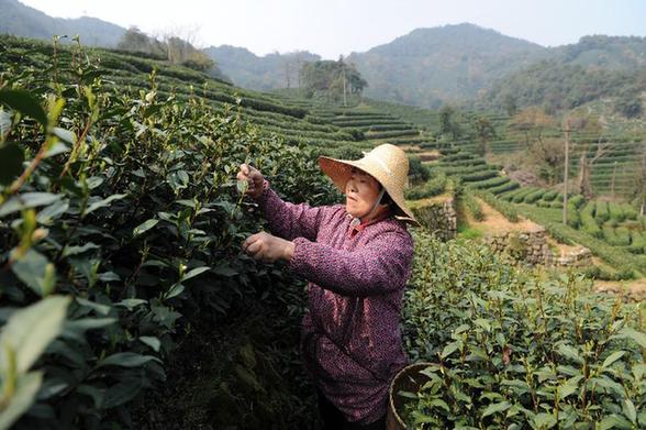 西湖龍井新茶開始少量采摘