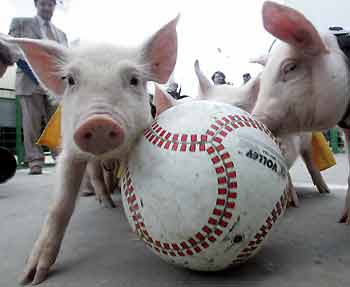 Piglets compete for the ball during the country's first 'pigball' competition near Moscow June 4, 2005. A number of competitions involving pigs is held during the 'ZooRussia 2005' exhibition. [Reuters]