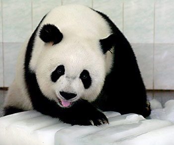 A giant panda lies on ice blocks to cool itself off at a zoo in Fuzhou, capital of East China's Fujian Province July 4, 2005. The measures have been taken here to help the animals combat the heat wave plaguing the city. [Xinhua]