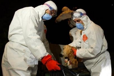 A team from the Turkish Agriculture Ministry destroys some of the last remaining birds in the village of Kiziksa, near the western Turkish town of Manyas, Thursday Oct. 13, 2005.