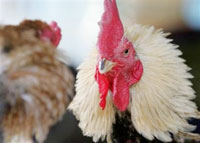 Two fighting cocks are trained for a fight at a farm in Ayutthaya province, 80 km ( 50 miles) north of Bangkok, December 9,2005. Bird flu has killed a five-year-old Thai boy, the country's 14th victim of the deadly virus, Deputy Health Minister Anutin Charnvirakula said.