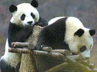 Pandas take giant step 