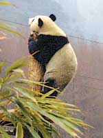 Pandas take giant step 