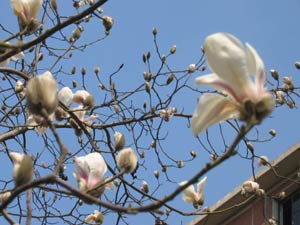 Magnolia blossoms