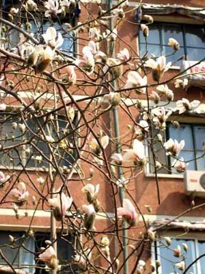 Magnolia blossoms