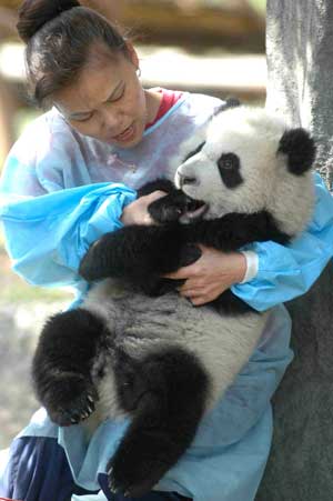 Sichuan contributes in Panda artificial reproduction