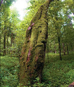 Climate change clouds ancient forest