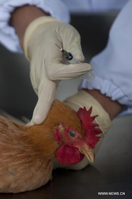 HK carries out avian influenza tests on imported chicken