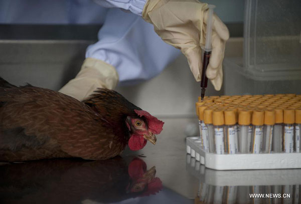 HK carries out avian influenza tests on imported chicken