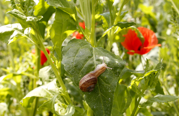 Snail farm in Vienna