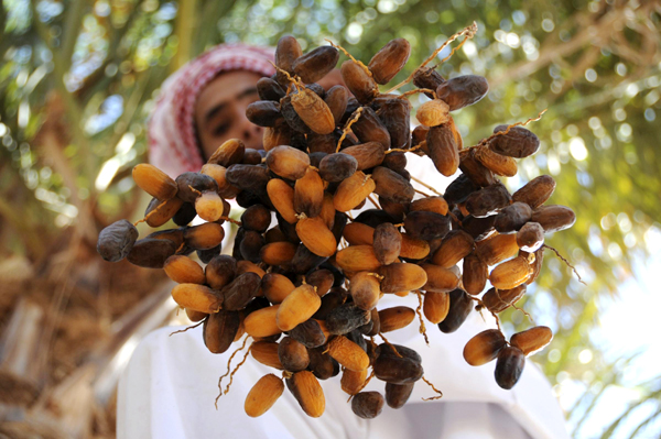 Harvest season in Disa