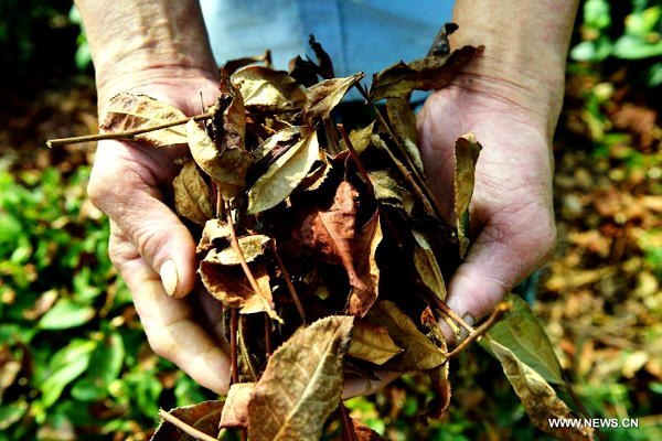 Drought, heatwaves affect tea plantations in E China