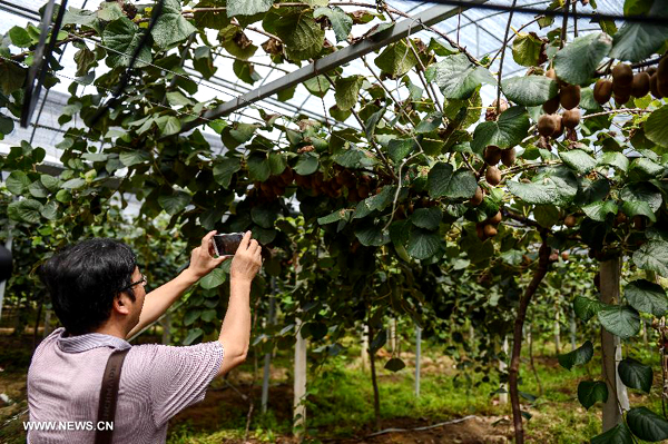 Kiwi fruit enters harvest season in E China