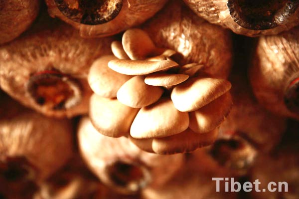 Enjoying a bumper vegetable harvest in Tibet