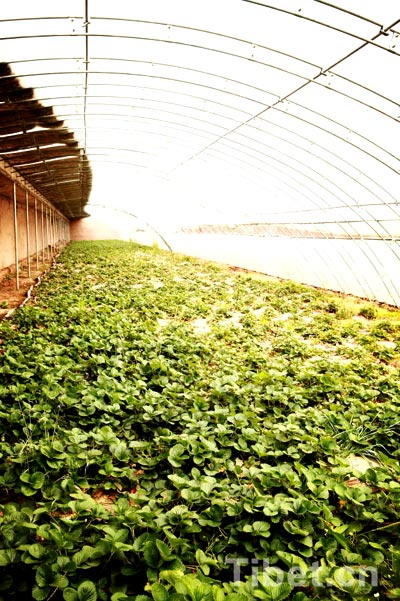 Enjoying a bumper vegetable harvest in Tibet