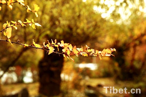 Enjoying a bumper vegetable harvest in Tibet