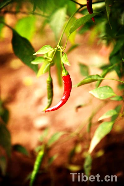 Enjoying a bumper vegetable harvest in Tibet