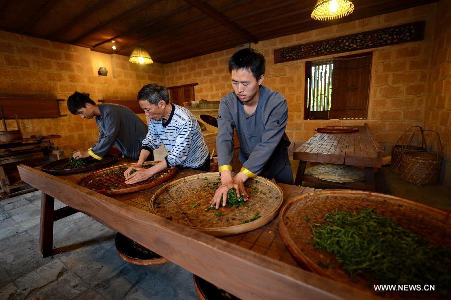 Tea harvest season in Fujian