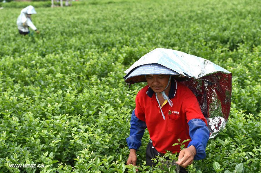 Farmers harvest jasmine flowers in S China's Guangxi