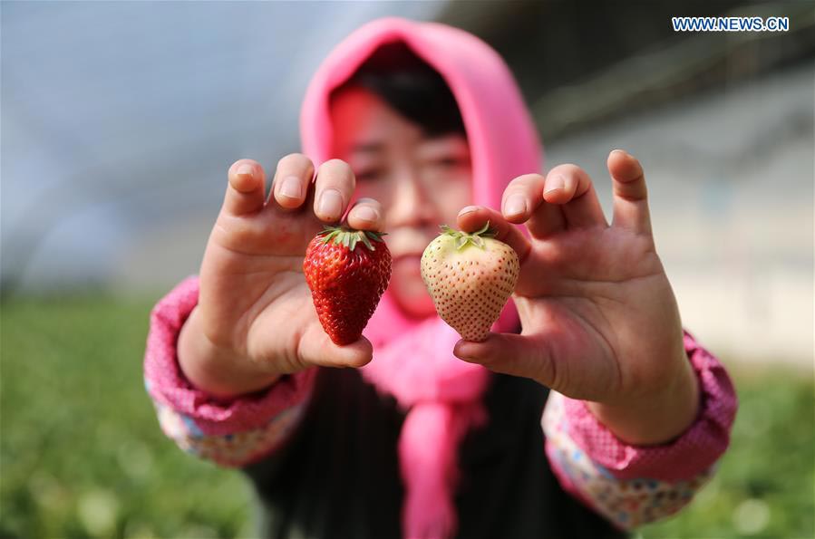 White strawberry a new hit in ?China