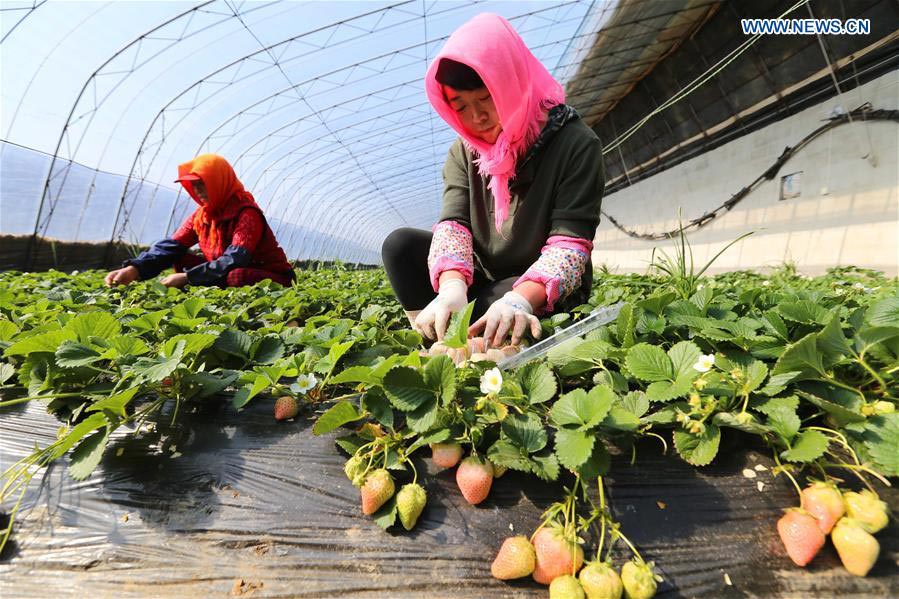 White strawberry a new hit in ?China