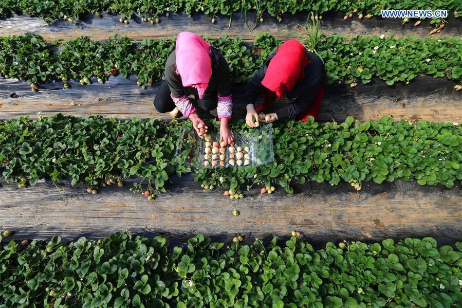 White strawberry a new hit in ?China