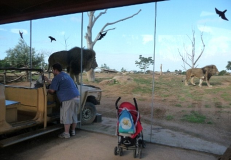 澳動物園推出刺激項目 “隱形籠”內(nèi)觀猛獸覓食