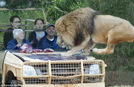 澳動物園推出刺激項目 “隱形籠”內(nèi)觀猛獸覓食