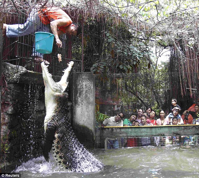 菲律賓鱷魚飼養員“秀”膽量 驚險投喂吸引眼球