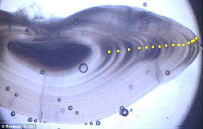 10年科考成果斐然 千米以下深海發(fā)現(xiàn)5000余種生物