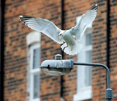 英國海鷗頭部被飛鏢洞穿 頭頂兇器照飛不誤