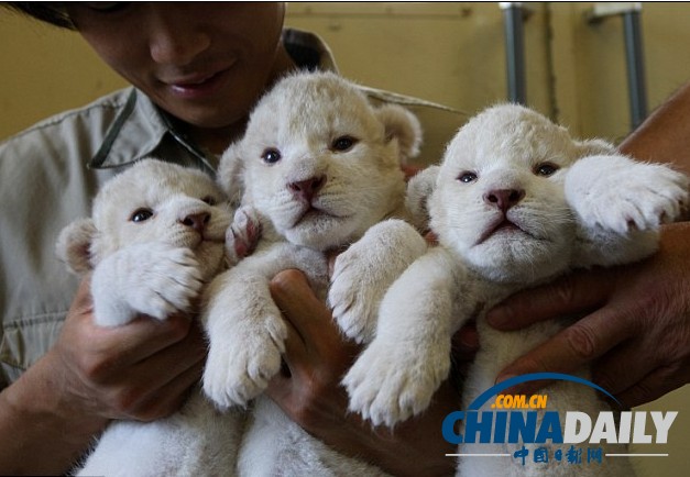 雪白柔軟似綿羊 珍稀白獅子幼崽萌照大曝光（組圖）