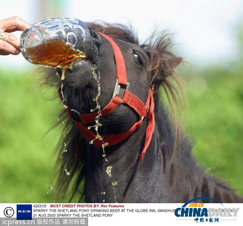 緊隨慕尼黑啤酒節 盤點動物界中酒漢子