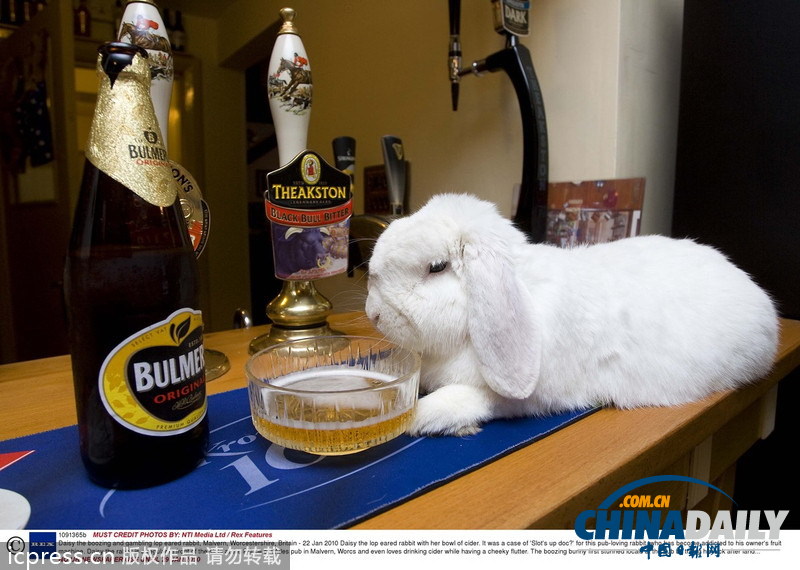 緊隨慕尼黑啤酒節 盤點動物界中酒漢子