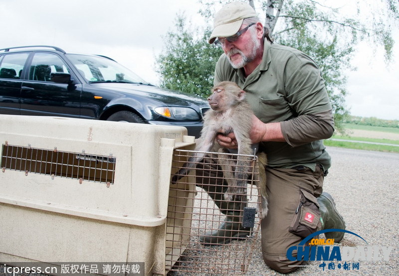 德國“越獄”狒狒被“抓捕歸案”