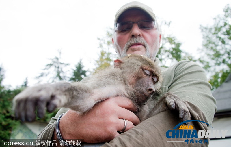 德國“越獄”狒狒被“抓捕歸案”