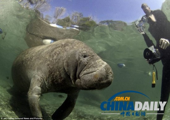 水下攝影大賽：裸女萌海豹兇殘鯊魚