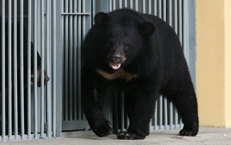 德動物園驚險一幕 父親救女兒熊口脫險