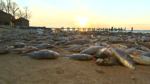 美國馬里蘭州驚現200萬條死魚 氣溫過低或是主因