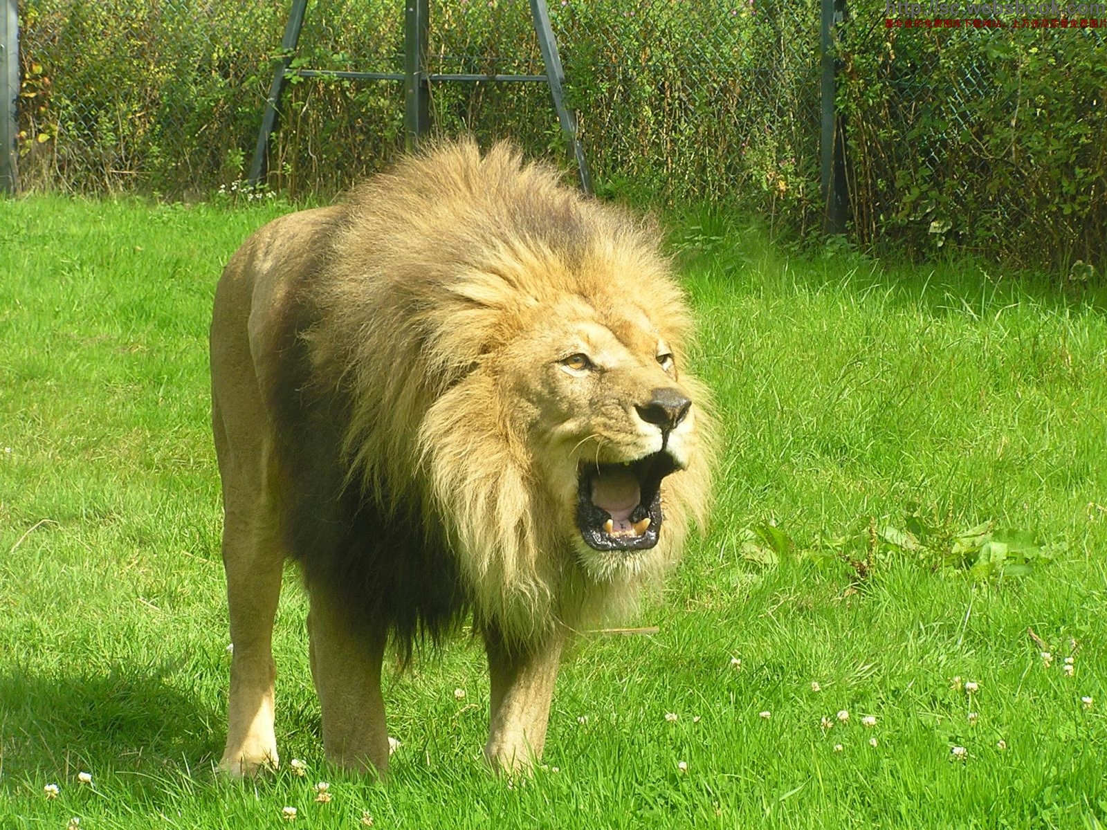 土耳其動物園老虎殺死獅子 一爪擊破頸靜脈！