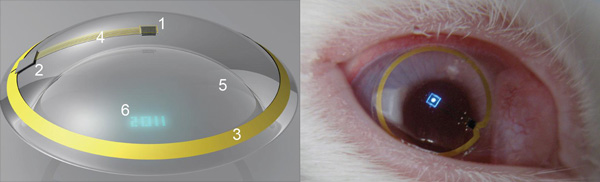 新式隱形眼鏡在兔眼上實驗成功 配有顯示器功能強大