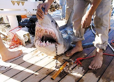 埃及兩鯊魚襲人致一死四傷 附近海灘無限期關閉