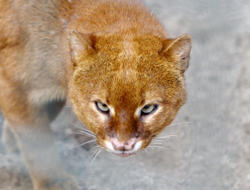 德動物園展出對眼山貓 或效仿“同病”負鼠躥紅