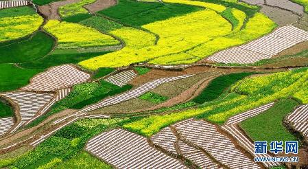 超美田園風(fēng)光：油菜花盛開的季節(jié)